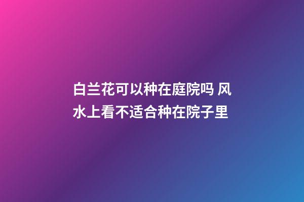 白兰花可以种在庭院吗 风水上看不适合种在院子里